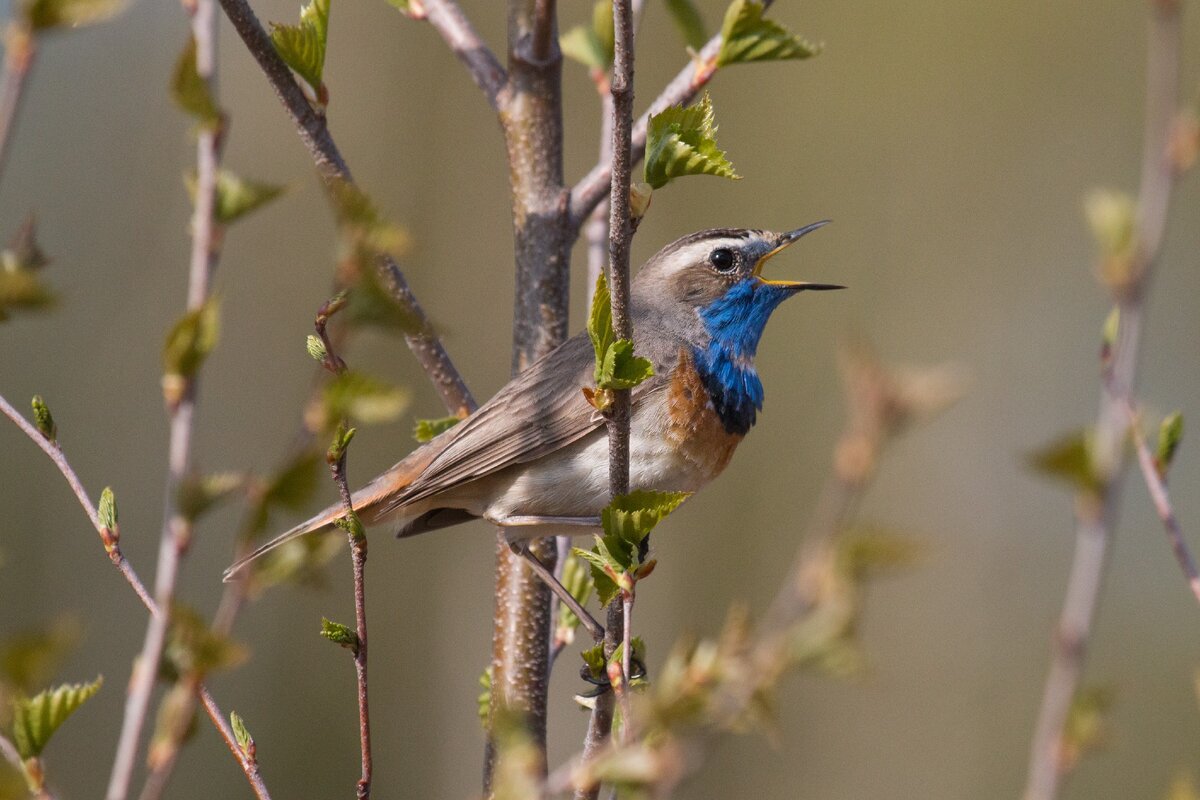 самец варакушки