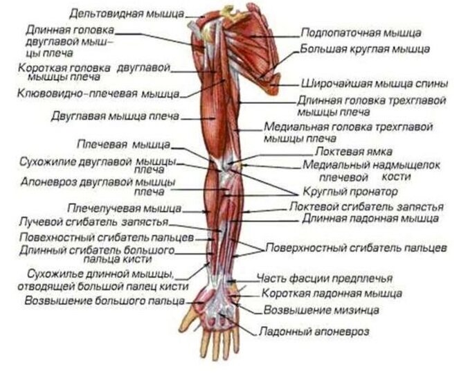 Статическая и динамическая работа мышц