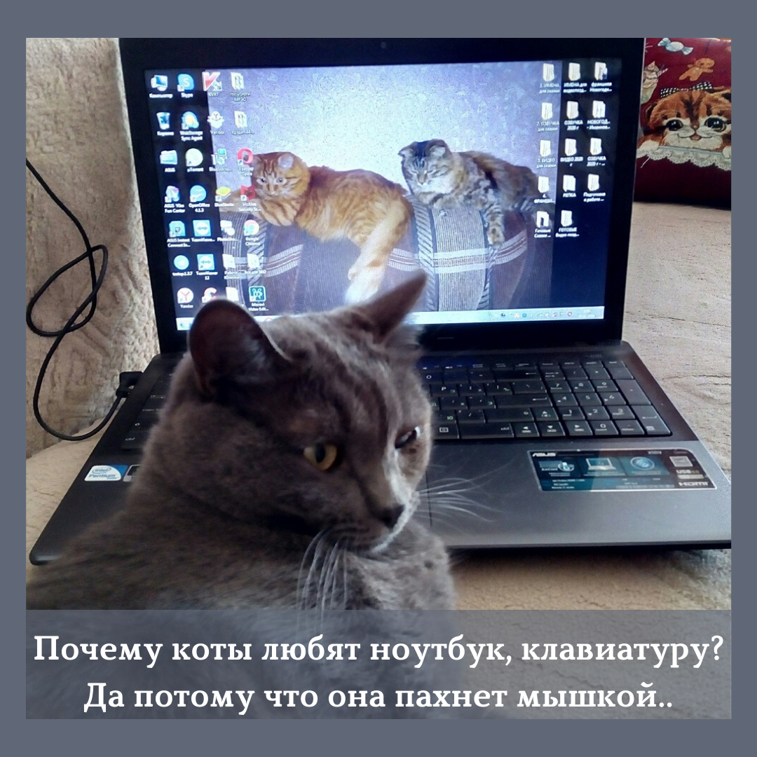 Как Вы думаете, почему когда включаешь ноутбук, кошки сразу же приходят и ложаться на клавиатуру? Мое мнение , что это все-таки зависит от характера кошки. У меня их четверо (2 кошки; 2 кота).-2