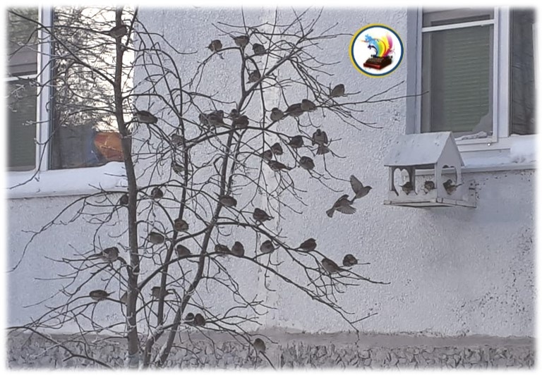 г. Когалым. Это дом, и окна, где живут мои внуки. Каждый раз, приезжая к нам в гости, дети покупают и увозят с собой несколько ведер мелких семечек. А внуки кормят птичек.