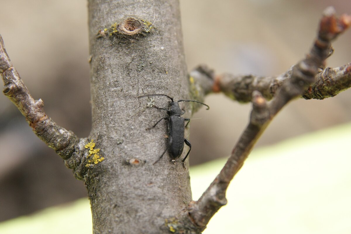 Большой или малый кленовый усач. Снято в Краснодаре