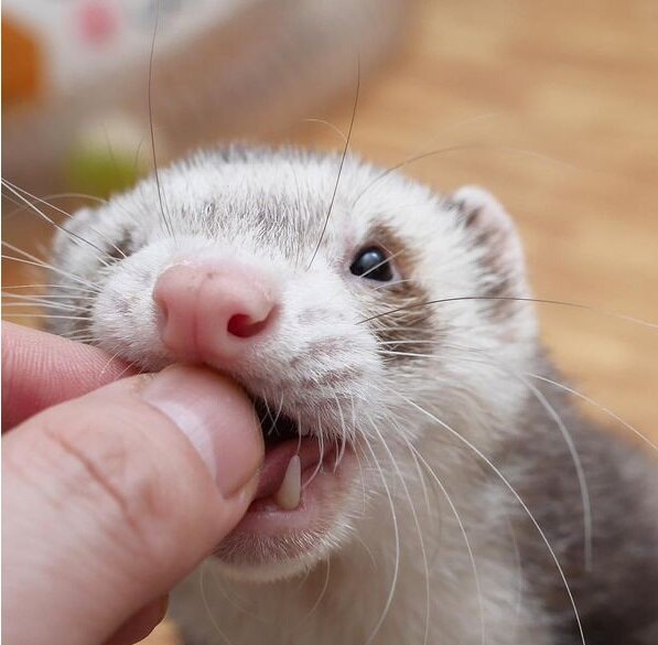 Кто не покормит хорька, тот будет покусан. Фото взято с сайта pinterest.fr