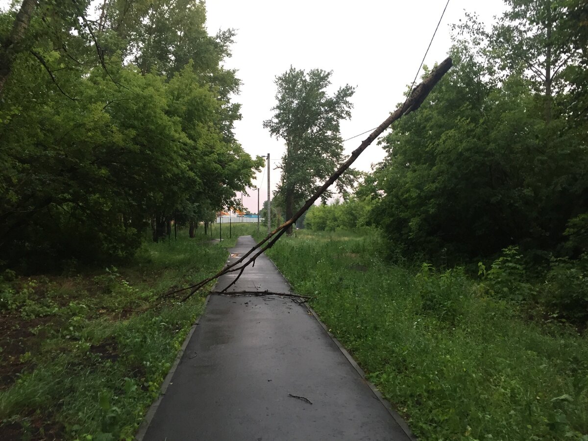 Ветка упала прямо на провода