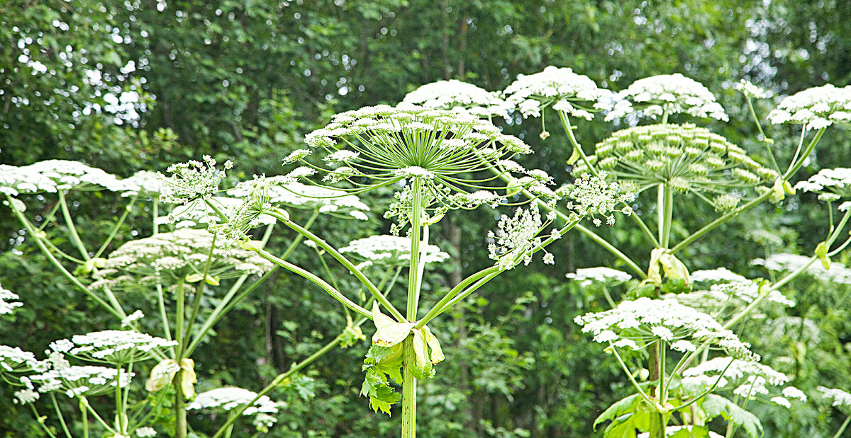 Борщевик Сосновского практически невозможно перепутать  с другими растениями и в этом его безусловный плюс. Все остальное, на мой взгляд, относится к разряду минусов... 
