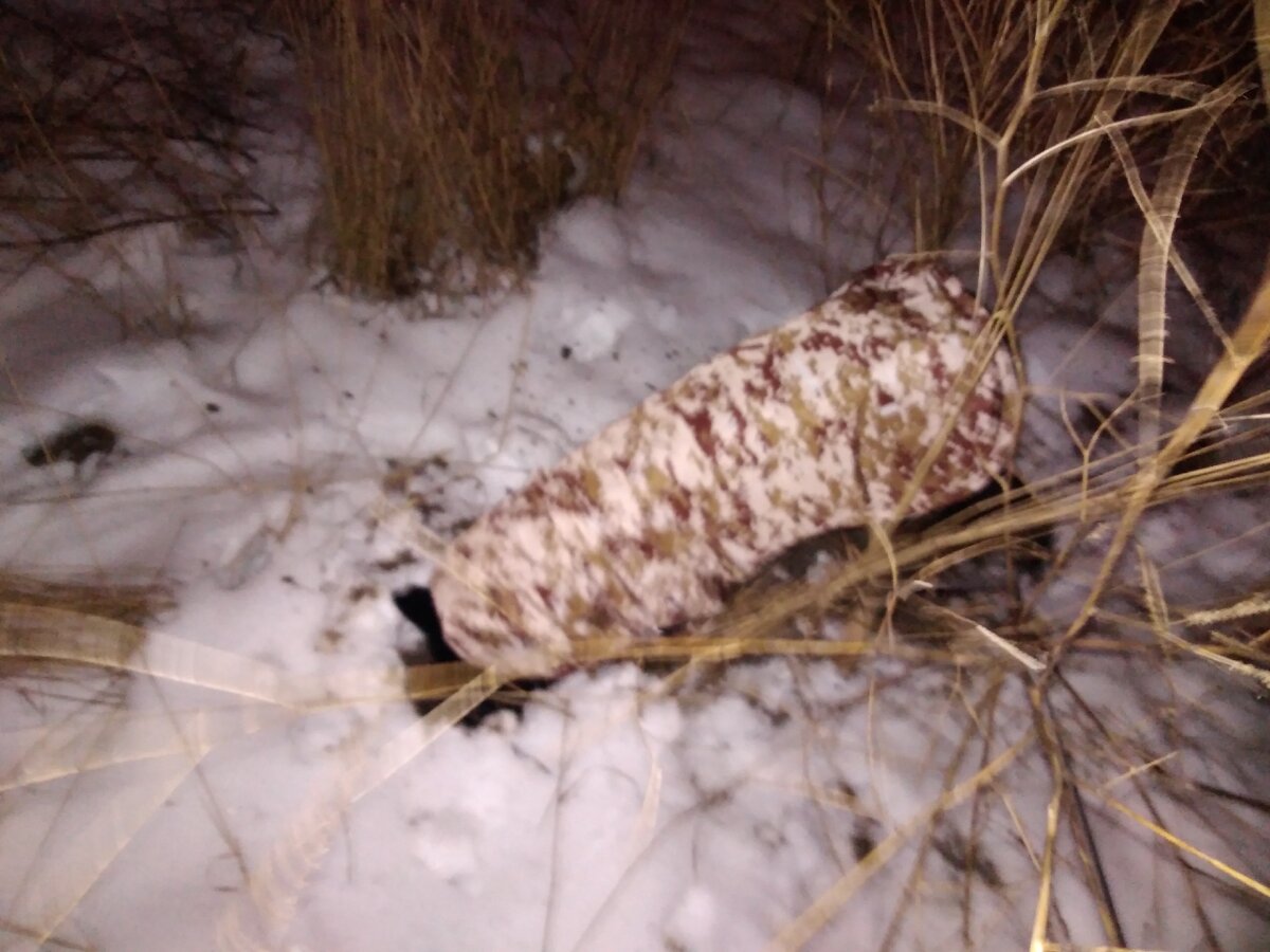 Ника ищет мышь в снегу и не реагирует