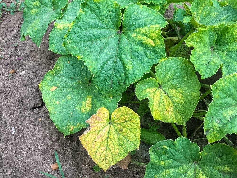 Буду спасать свои огурцы. Желтые листья.