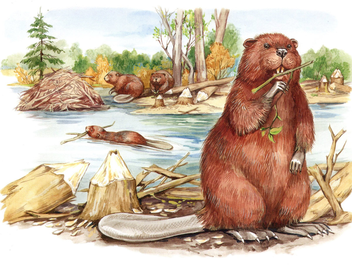 Люди-Бобры