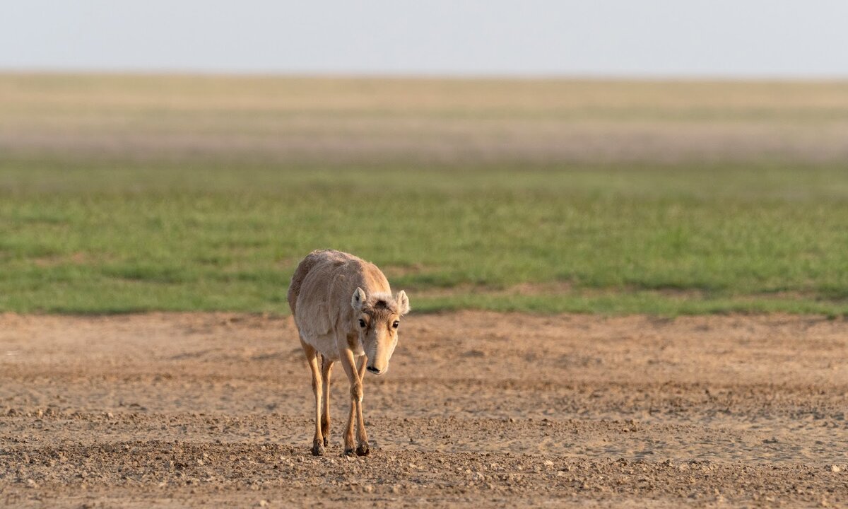 Сайгак бежит фото