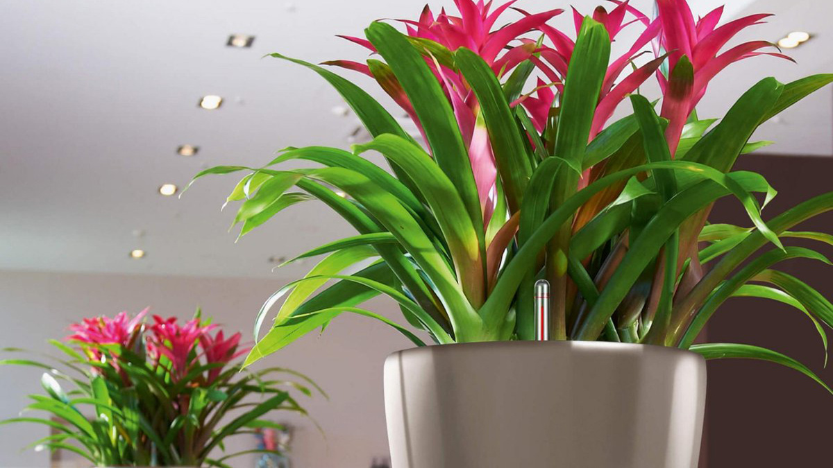 Лечим домашние цветы аспирином