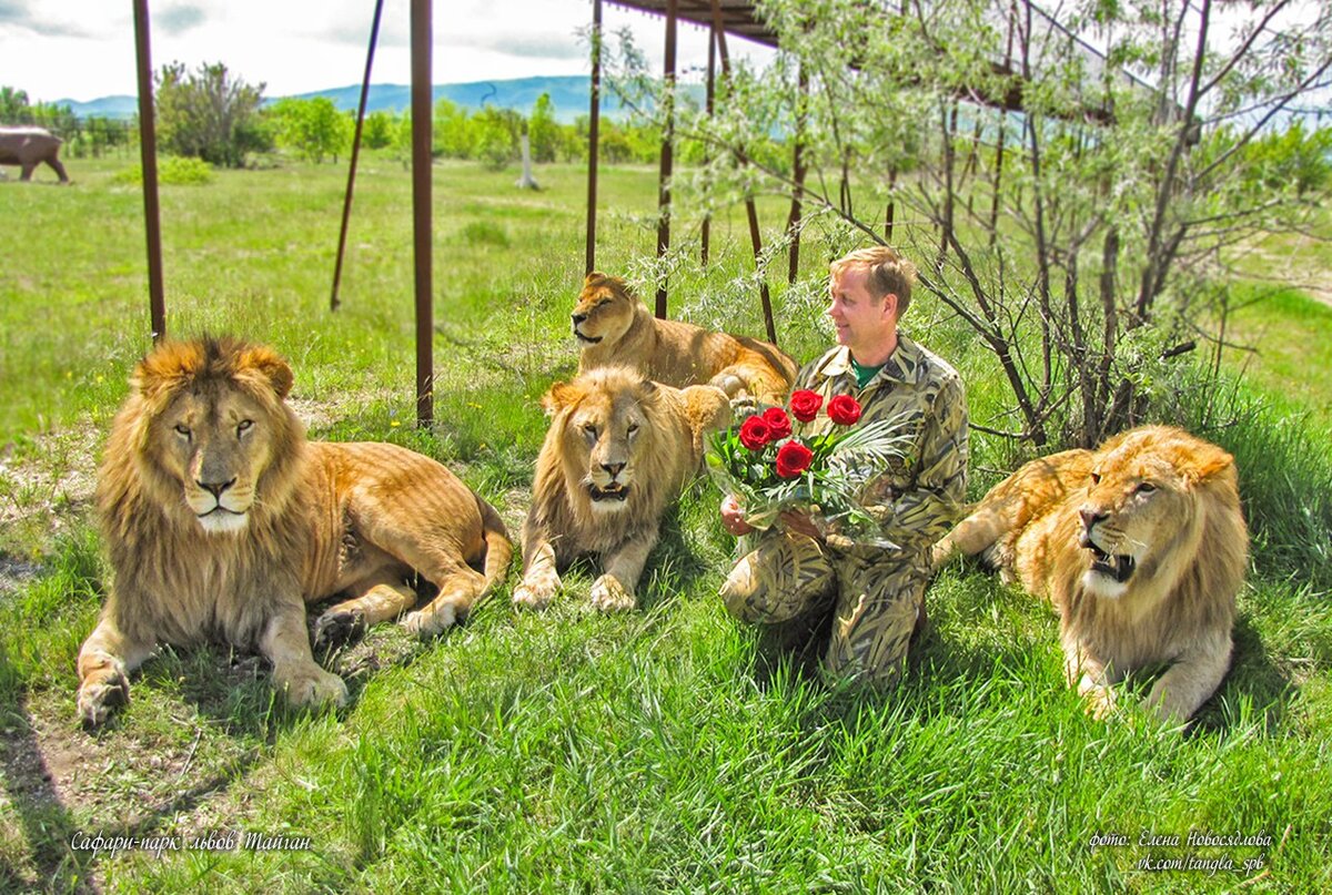 Крым парк львов фото