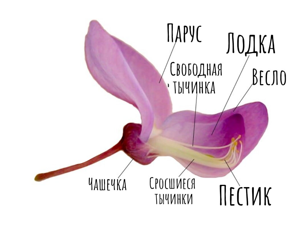 Характеристика растений семейства бобовые. Тычинки и пестик бобовых. Тычинки бобовых. Сросшиеся тычинки. Сросшиеся тычинки.