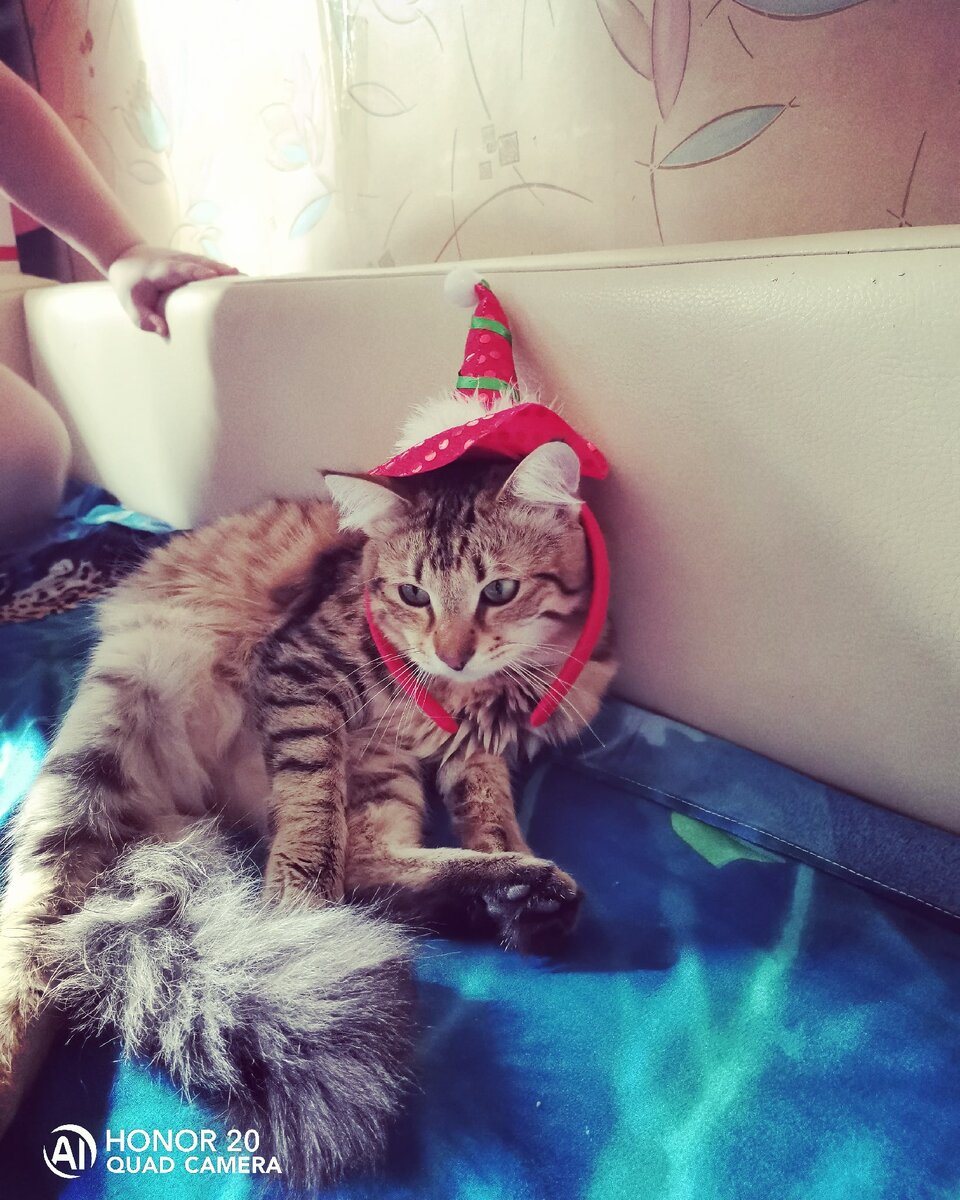 Тиша