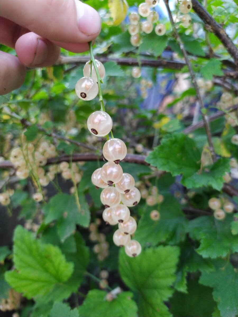 Просто красивая фотография сделанная этим летом. 