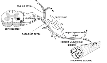 Рисунок 1 – Строение периферической нервной системы 
