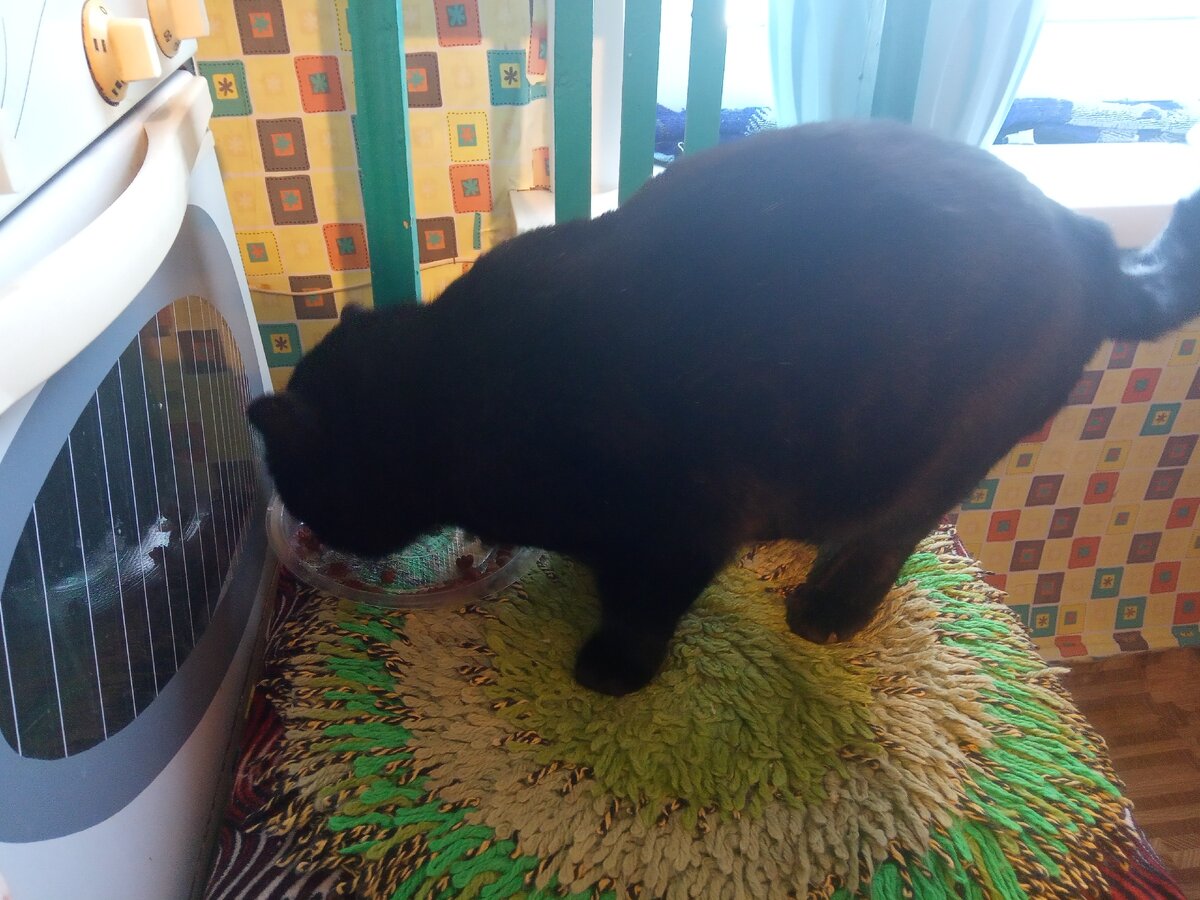 Василий обедает. (фото автора)