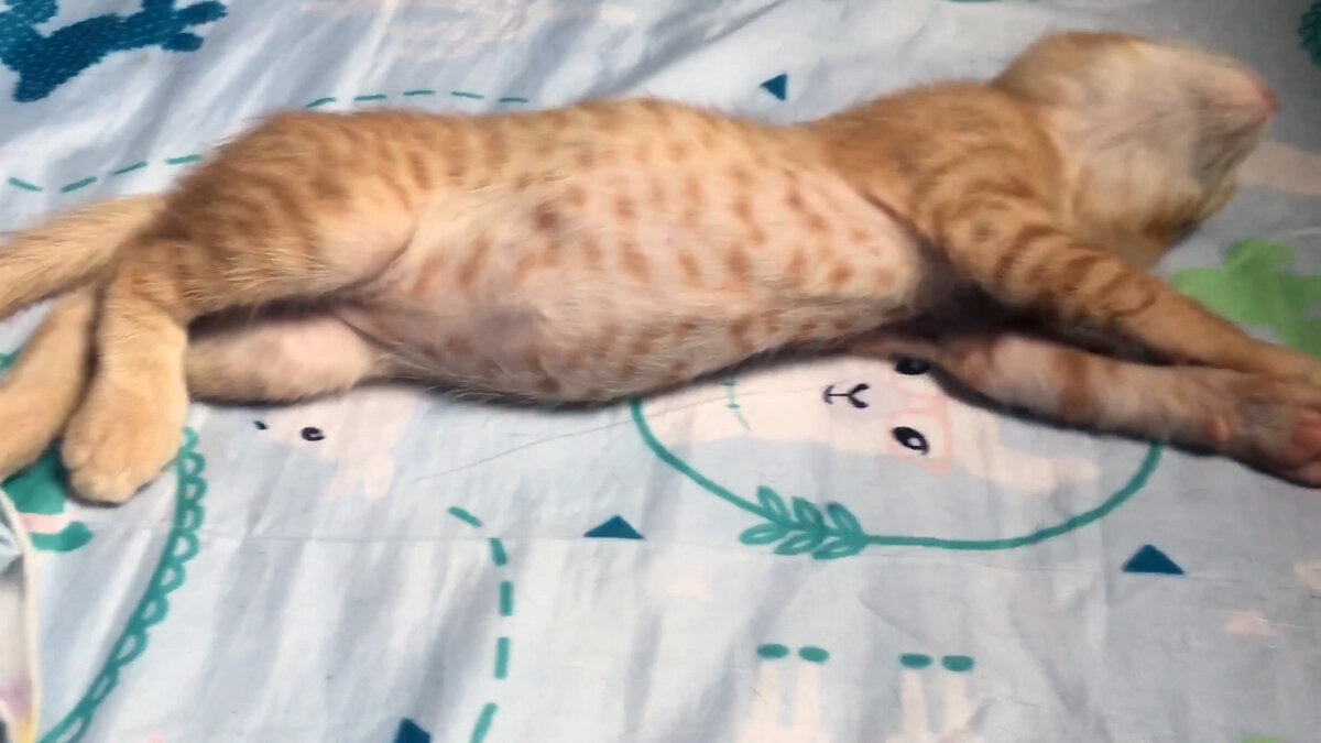 С котёнком всё в порядке. Он просто объелся и спит)