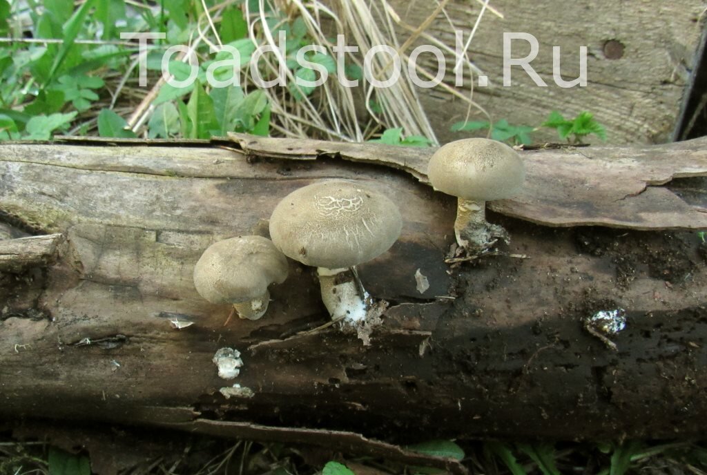 А вот эти - в самый раз! (фото И.Лебединского)