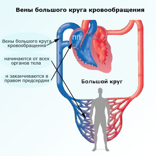 Схема вены большого круга кровообращения с обозначениями