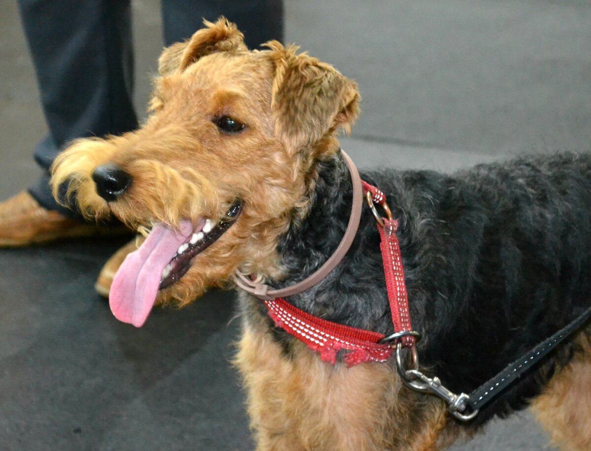 Ученик Догги-центра вельштерьер Робин