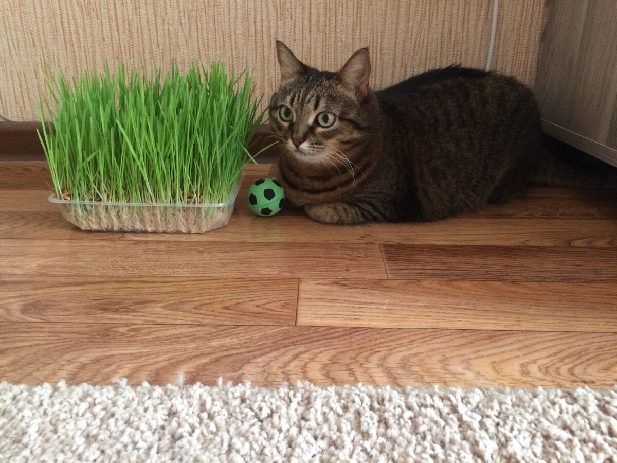 Кошка Лиза. Фото из личного архива.