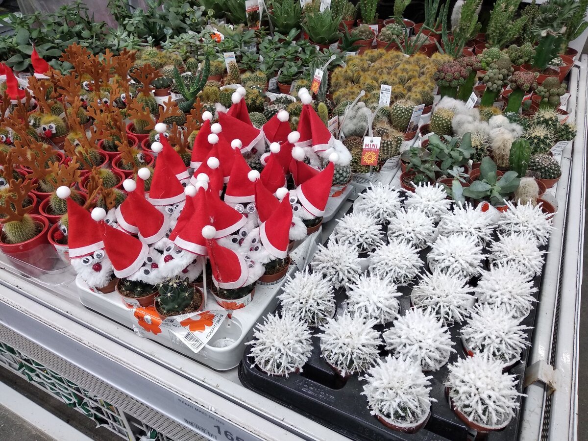 Кактусы в новогодних шапочках.