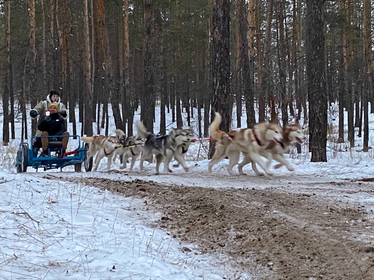 Маламут клуб