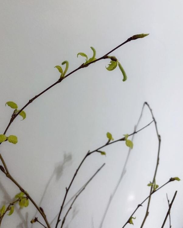 Только начали распускаться