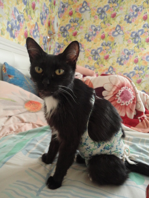 Муся после стерилизации