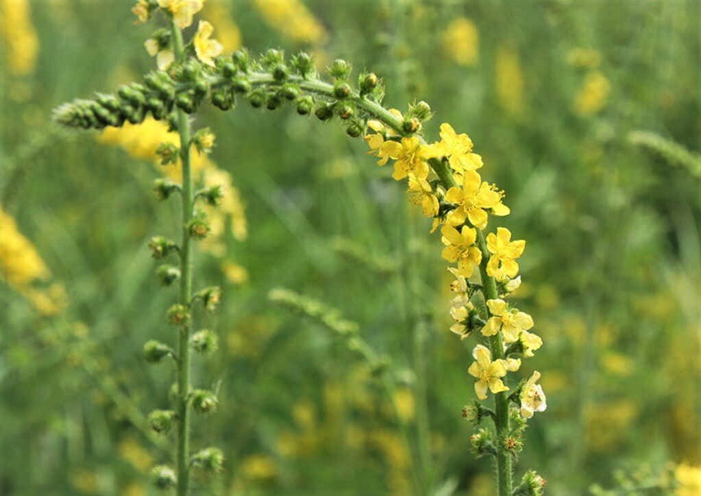 репешок обыкновенный