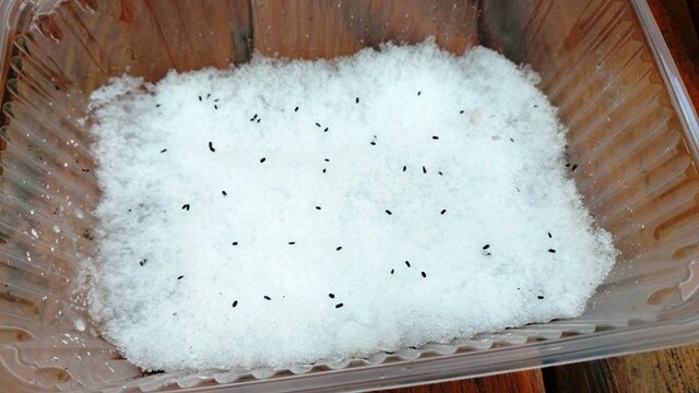 Посев лаванды по снегу