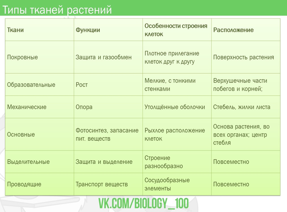 Ткани растений и их функции. Ботаника ткани растений таблица. Виды тканей ботаника. Растительные ткани таблица ботаника. Функции растительных тканей.