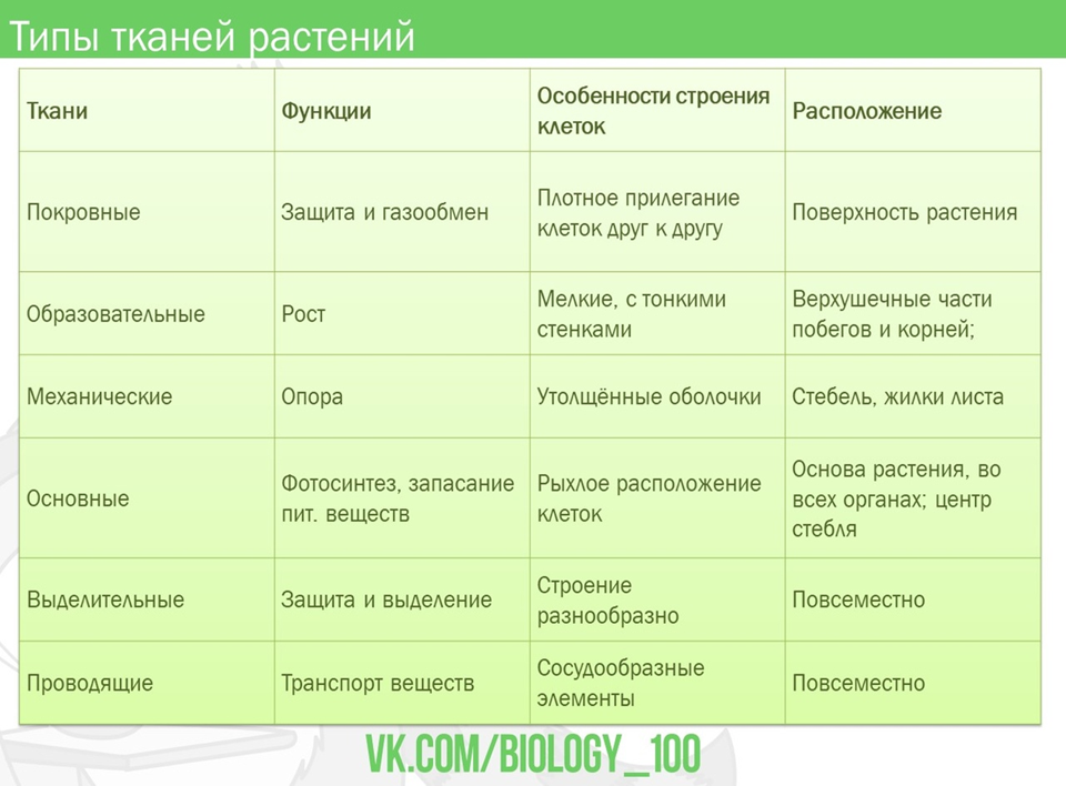 Биология 6 таблица ткани. Ботаника ткани растений таблица. Виды тканей ботаника. Растительные ткани таблица ботаника. Функции растительных тканей.