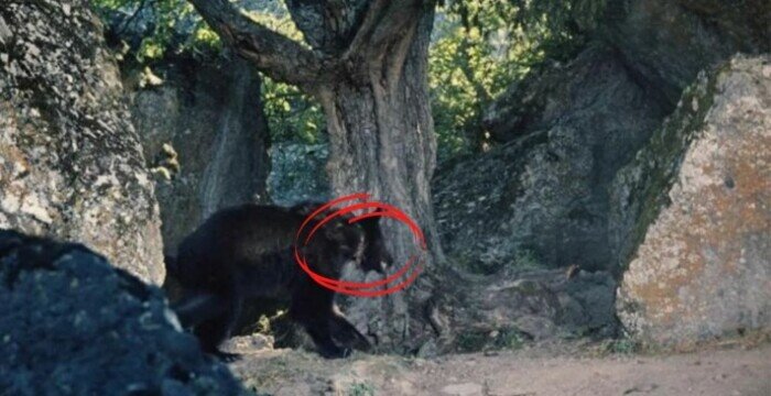 Дикое животное с ошейником.