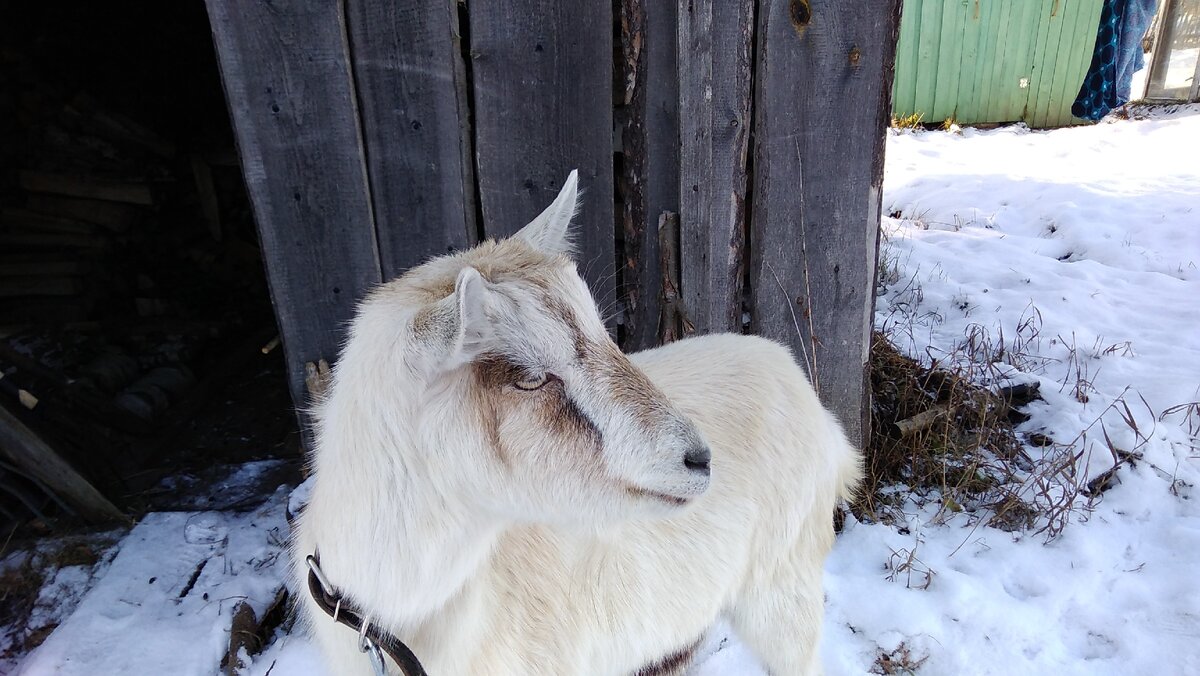 Это моя Мая,  в первый раз будет рожать