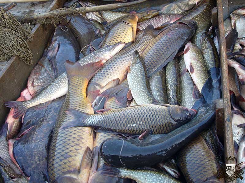 речная рыба улов. "большой улов". много много рыбы. улов рыбы. крупная рыба.