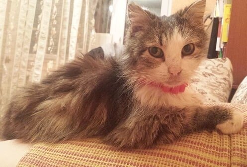 Котя. Первый раз помыли.