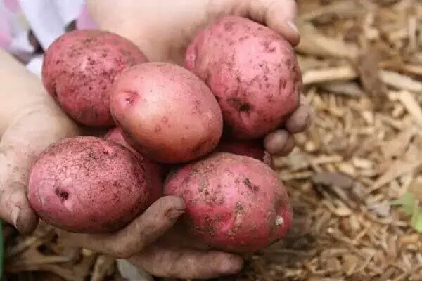 Сорта картофеля с красной кожурой (ранние): урожайные, вкусные, неподводят. Выбираем их уже десяток лет