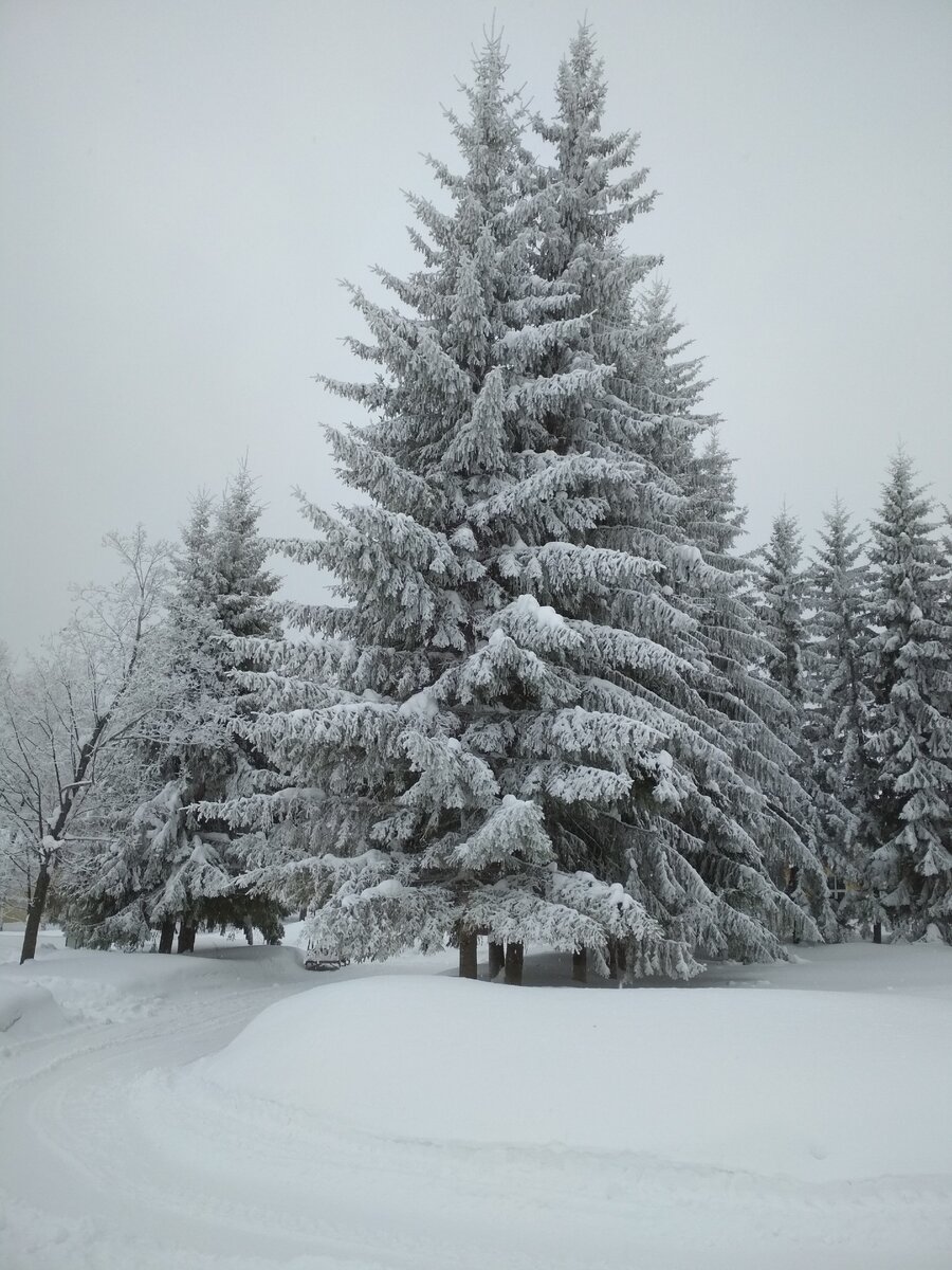 Лес прямо на территория санатория. Фото из личного архива.