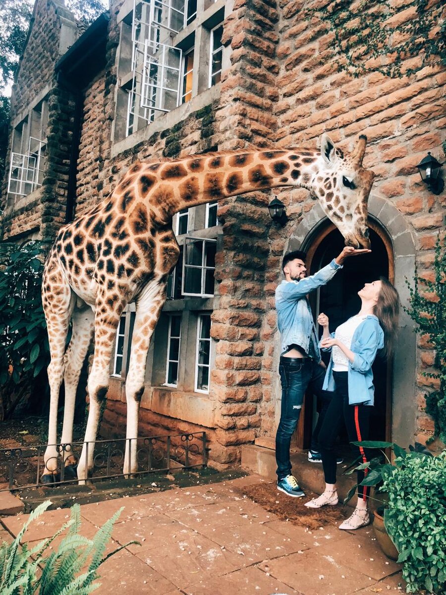 Отель с жирафами: где это, как туда попасть, сколько стоит | Африка | Дзен