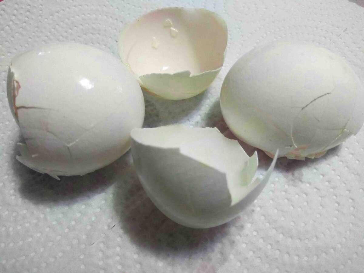 Целебные скорлупки.