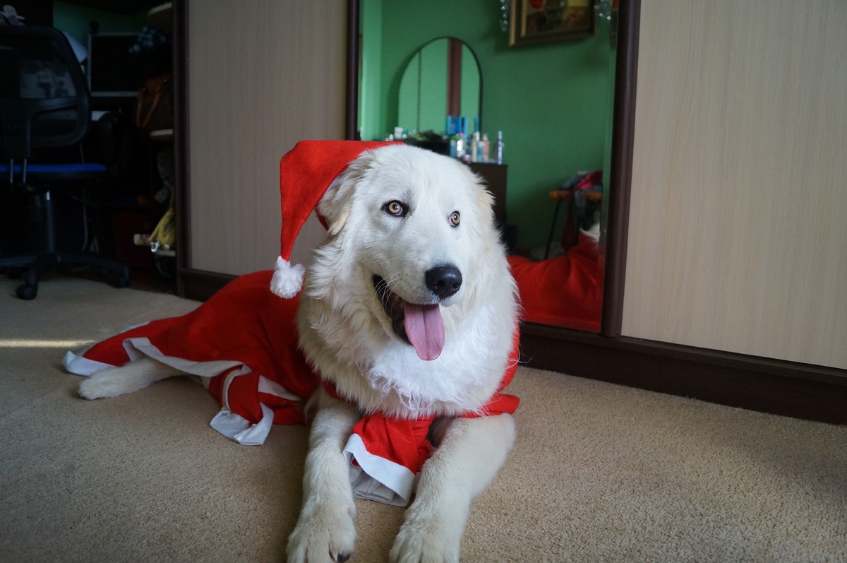 Тильда в космтюме Деда Мороза, уж очень она не любит взрывы, салюты - как только раздается взрыв, она начинает громко лаять, поэтому мы забираем ее домой.