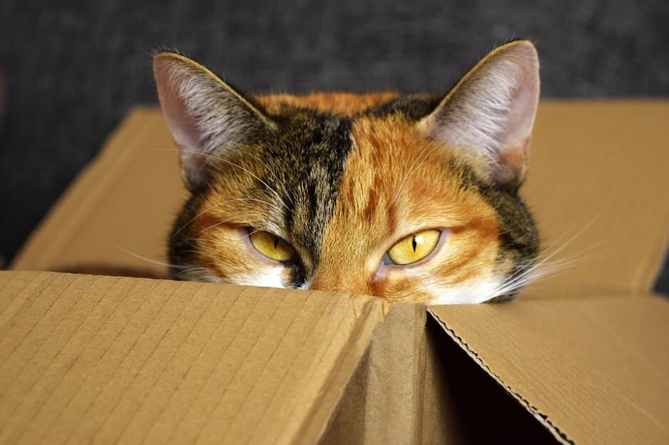 Почему кошки любят прятаться | павел мосунов | Дзен