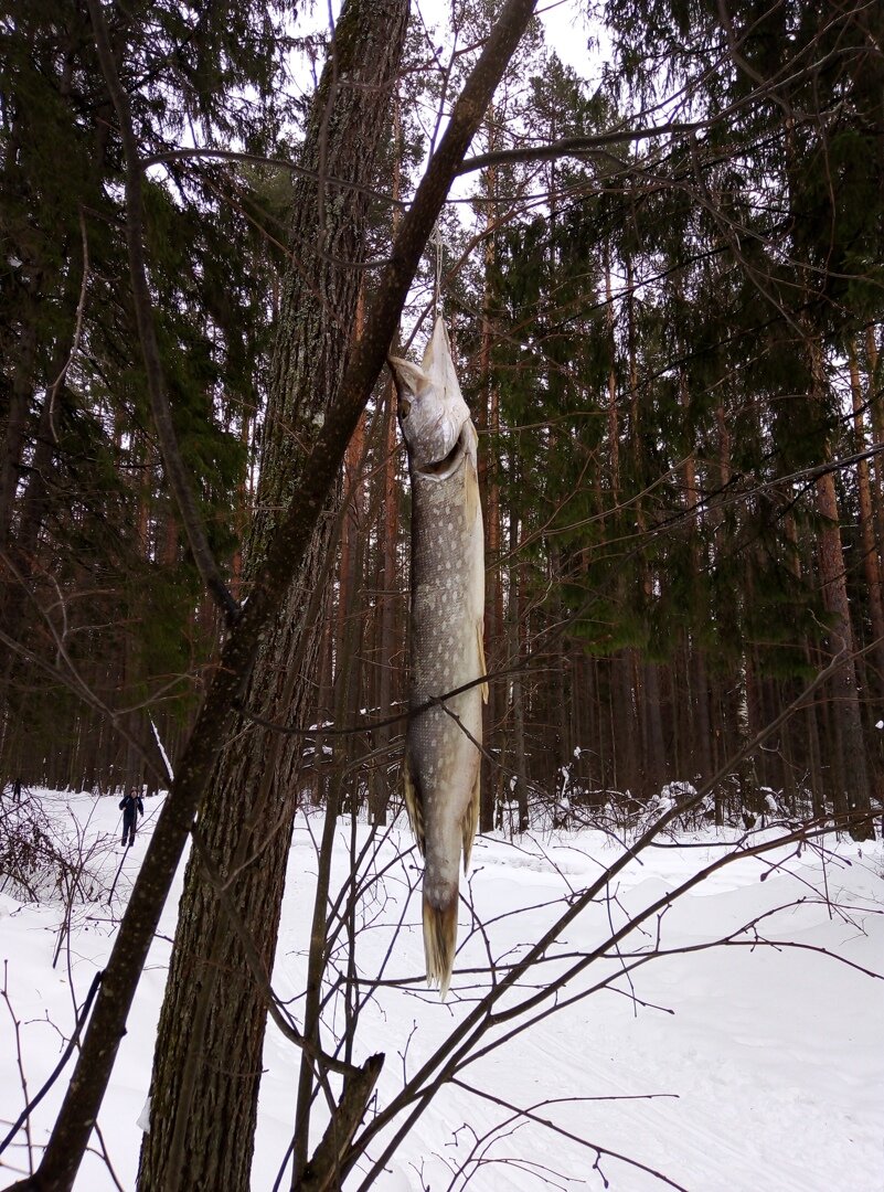 Лесная рыба. Фото автора