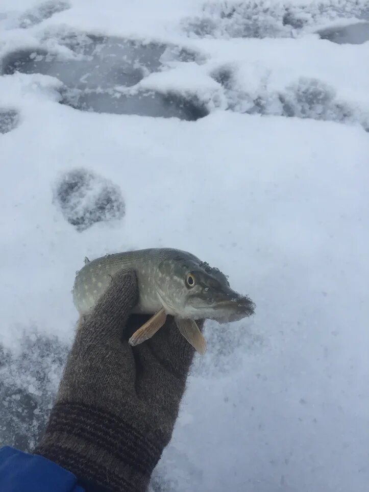 Шнурка для наглядности!