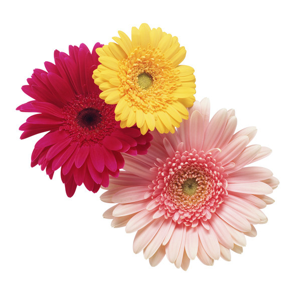 Заявки на консультацию вы можете направить по адресу электронной почты: assenatas@mail.ru
