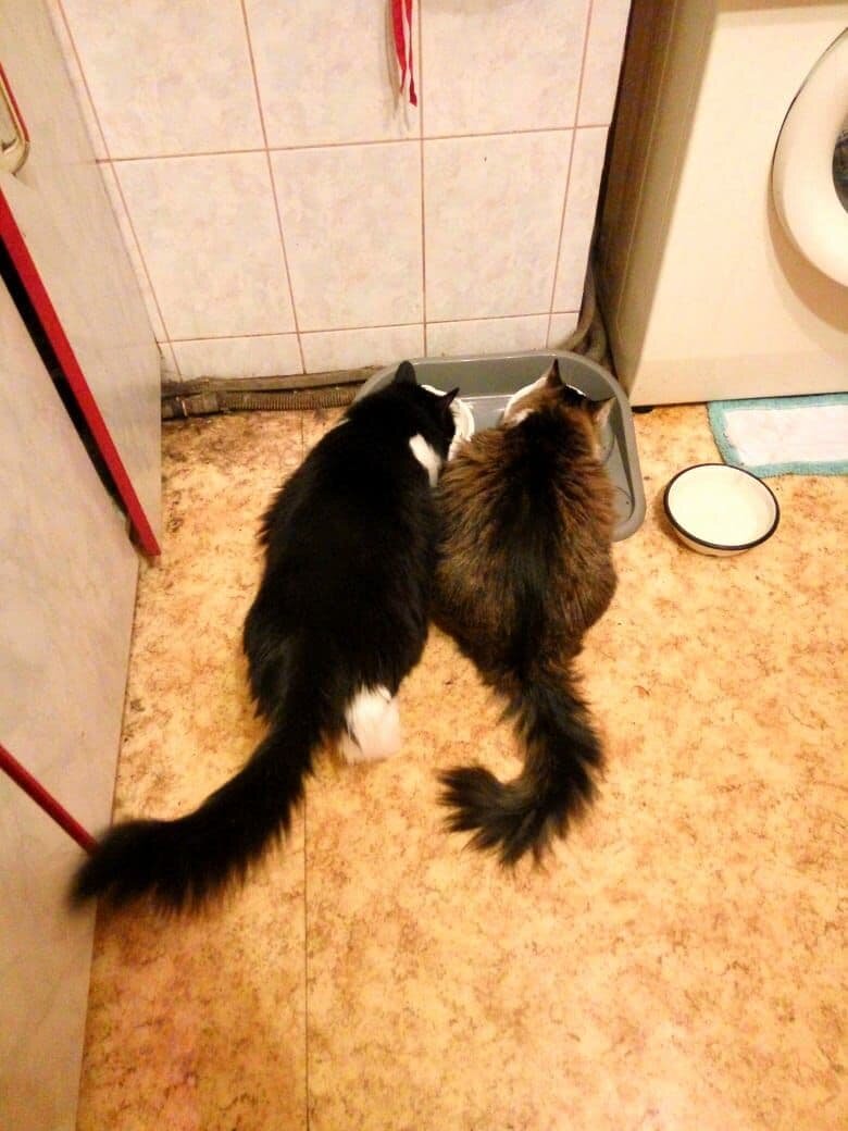 Кузя с Мурзиком получили свои порции)