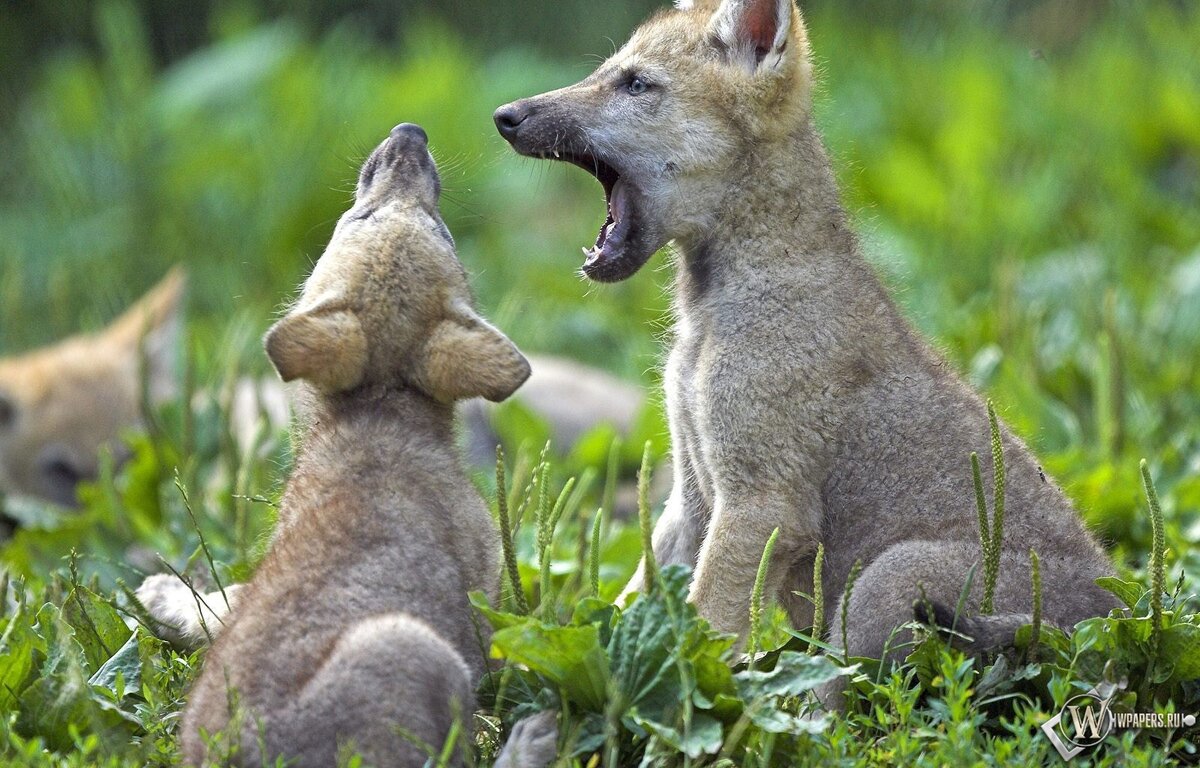 Рисунок 2. Лай волчат.