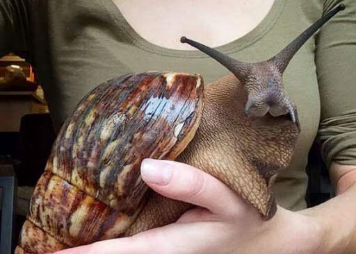 Гигантская Африканская Улитка