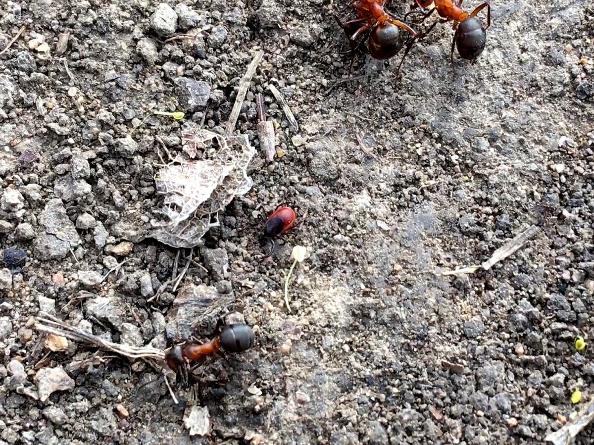 Клещ просто переходил дорогу в лесу