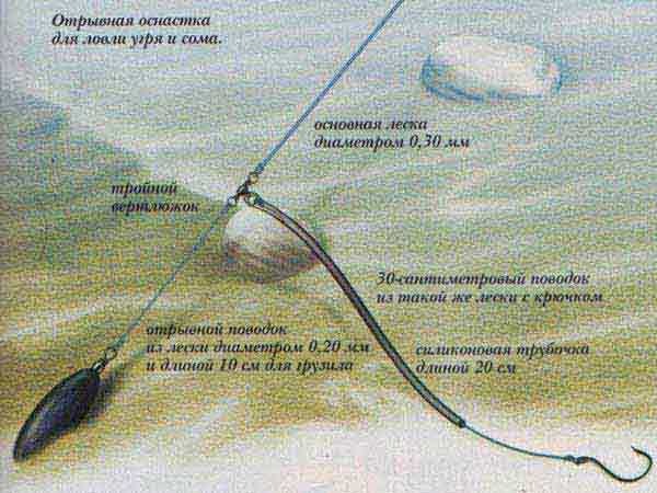 На что ловить сома на донку. Живцовая оснастка на донку. Оснастка на сома для донки с берега. Как монтировать донную удочку. Монтажи донной снасти для ловли сома.